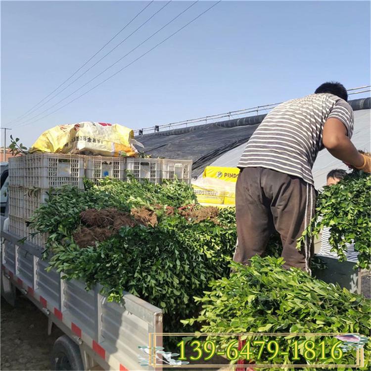 农户小叶黄杨小苗直销 瓜子黄杨批发  耐修剪耐寒耐旱植物