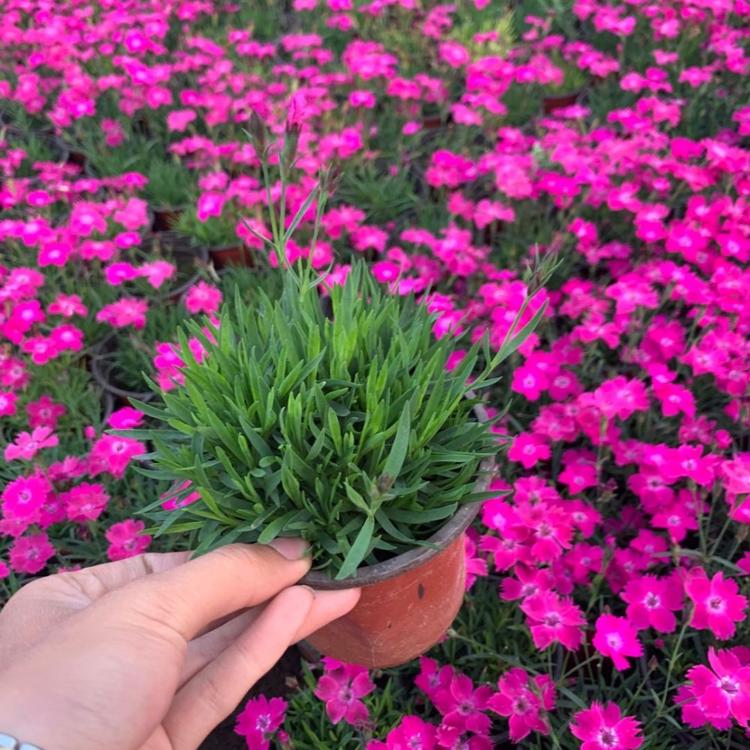 售 双色盆欧石竹 欧石竹培育基地 欧石竹花海工程用苗