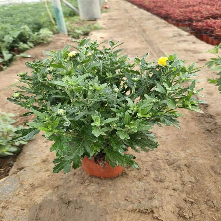 国庆菊报价 国庆菊种植基地 国庆菊