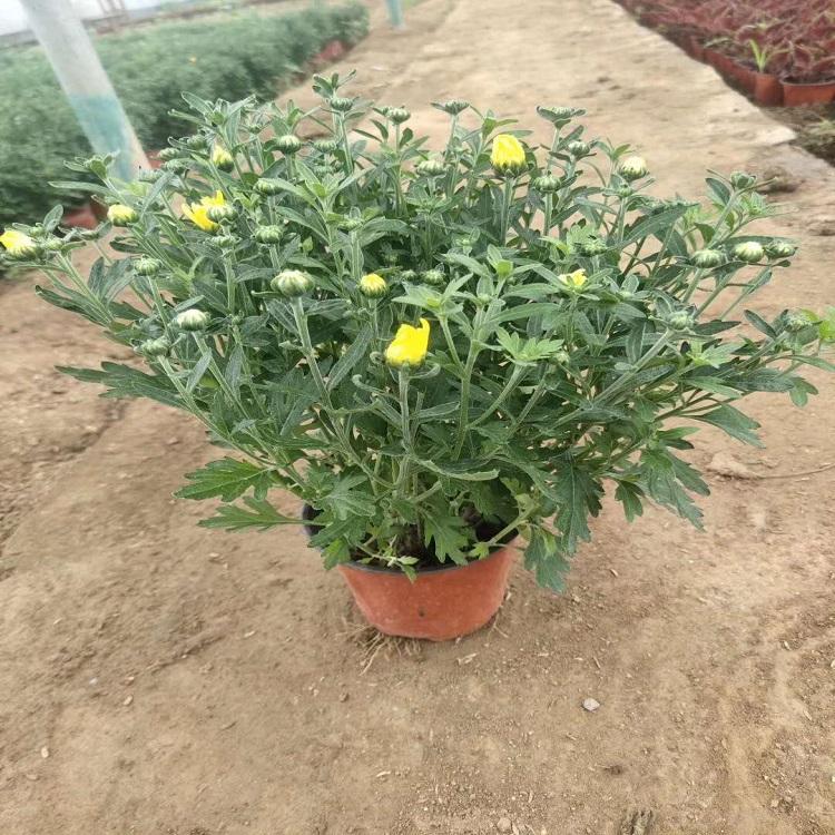 国庆菊价格 千头菊 种植国庆菊