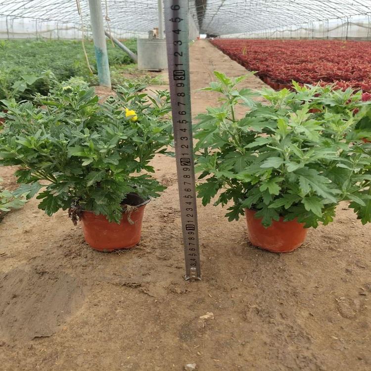 千头菊 千头菊报价 种植千头菊