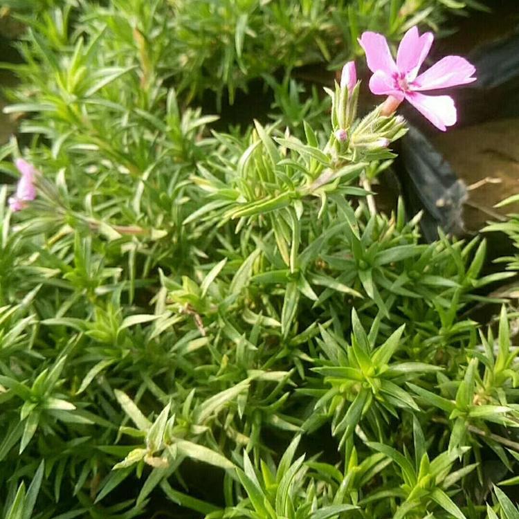 福禄考 福禄考花海小苗 基地种植花色繁多福禄考 玉江