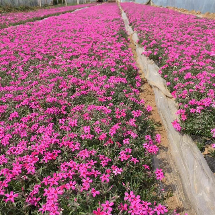 山东福禄考供应基地 福禄考盆栽小苗 大量出售福禄考