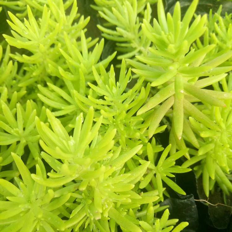 黄金佛甲草 玉江花卉苗木园艺场大量供应佛甲草 佛甲草批发