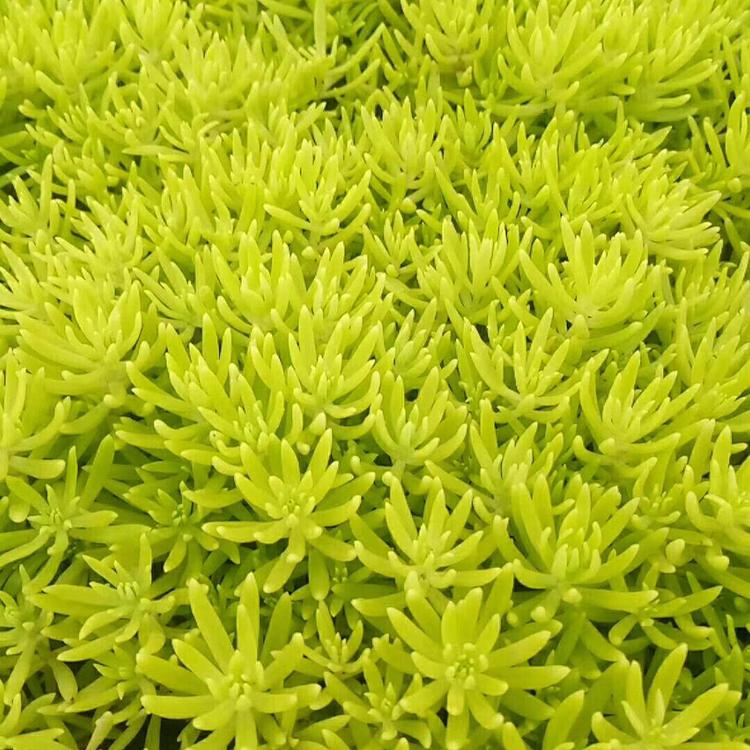 苗圃直供 黄金佛甲草 黄金佛甲草批发商 佛甲草价格