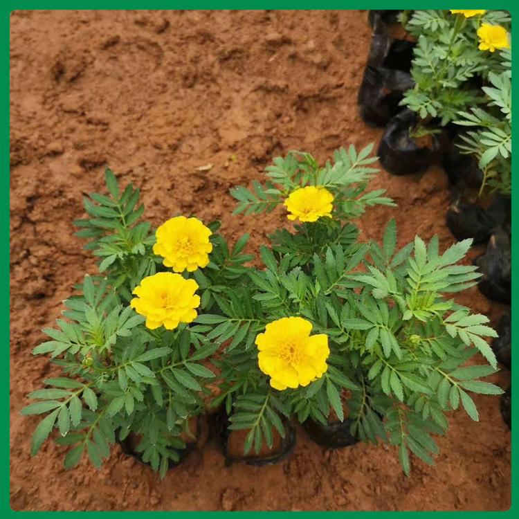 青州玉江 孔雀草批发 孔雀草苗培育基地