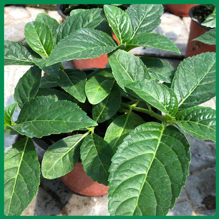 绿化绣球 绣球盆栽 基地种植绣球 量大优惠