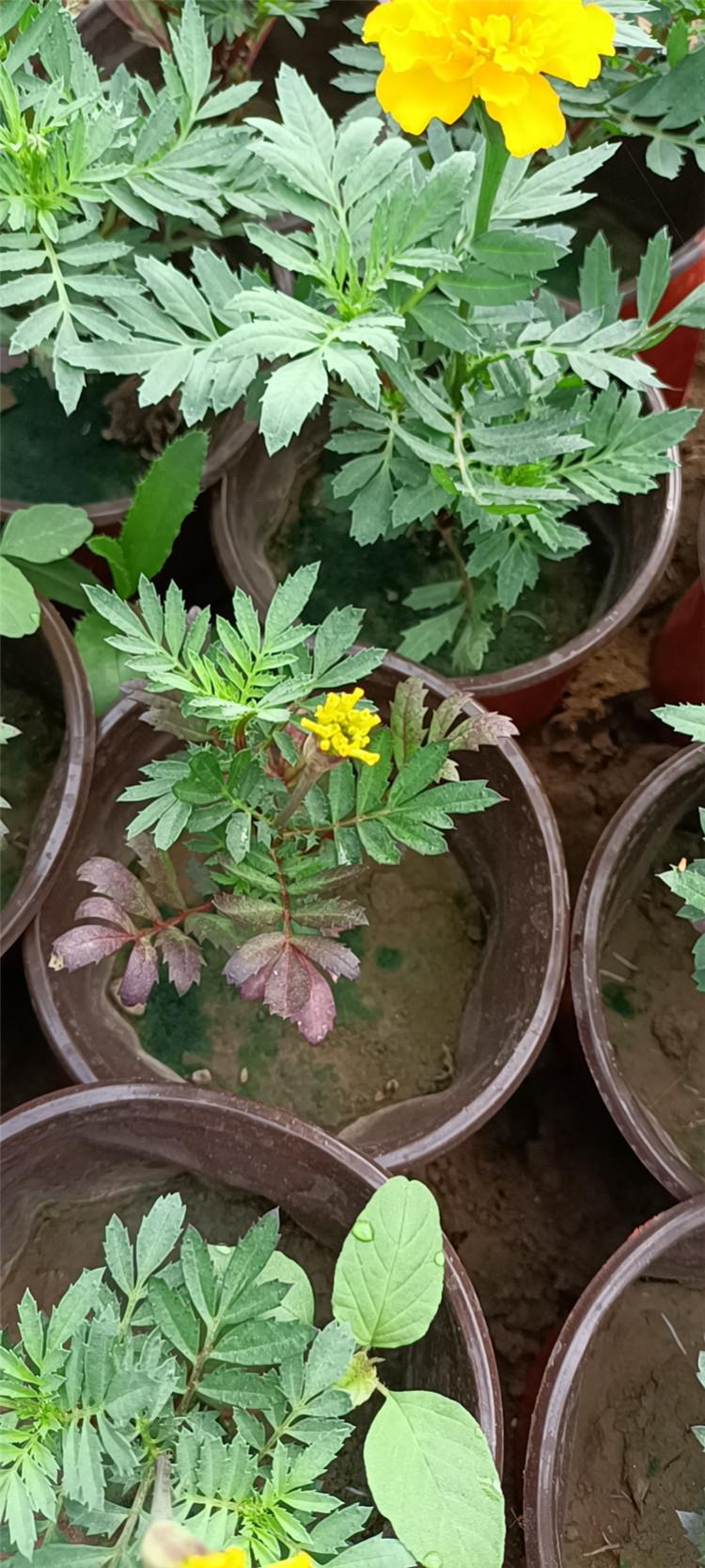天津孔雀草供货商 绿化用孔雀草 绿化用绿化用孔雀草供货商