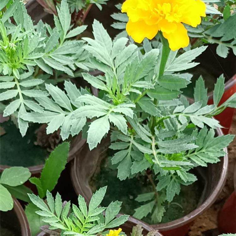山东孔雀草租摆 工程用孔雀草 工程用工程用孔雀草租摆