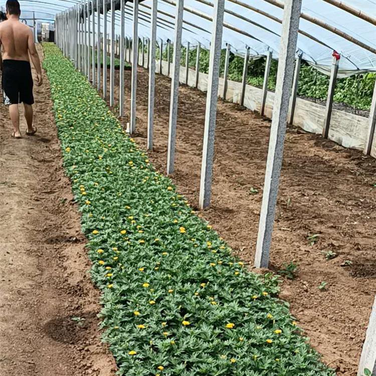 青州孔雀草花期 橘红孔雀草 橘红橘红孔雀草花期