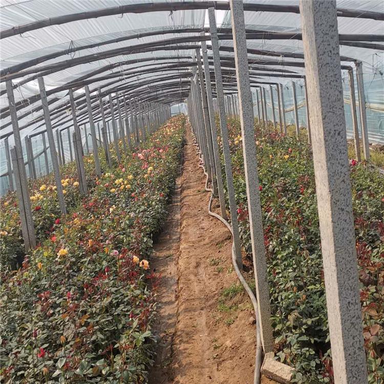 青州大花月季基地 大花月季批发 基地优惠直发大花月季