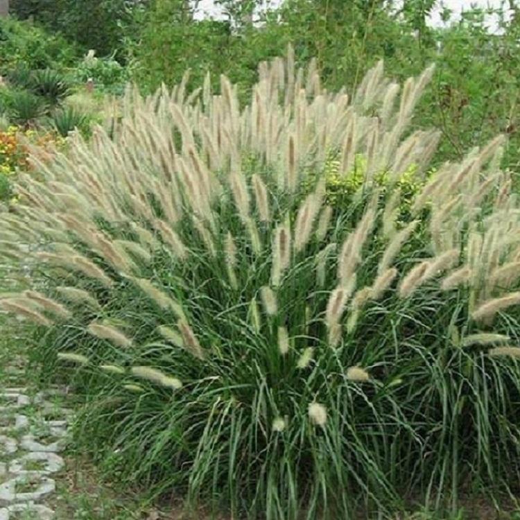 小兔子狼尾草  观赏草基地  花镜景观可用