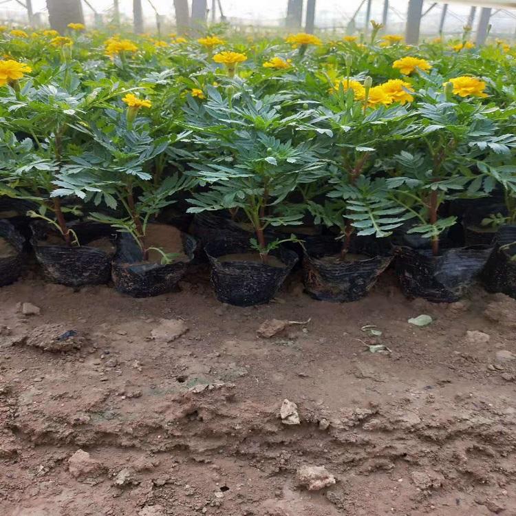 庭园栽培草花孔雀草  孔雀草种植基地批发  孔雀草价格
