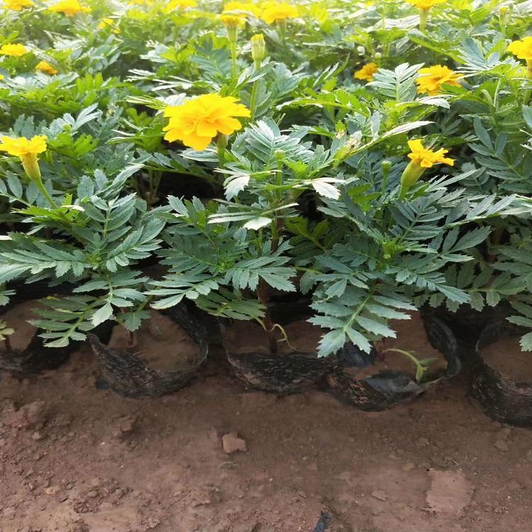 山东花卉基地  孔雀草价格  价格优惠