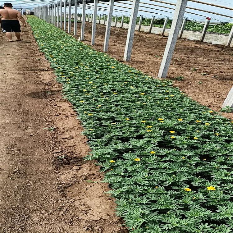 基地直销孔雀草  批发孔雀草  量大优惠