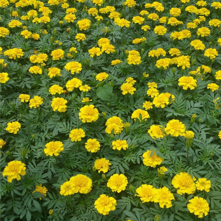 香泽花卉  孔雀草价格  绿化植物
