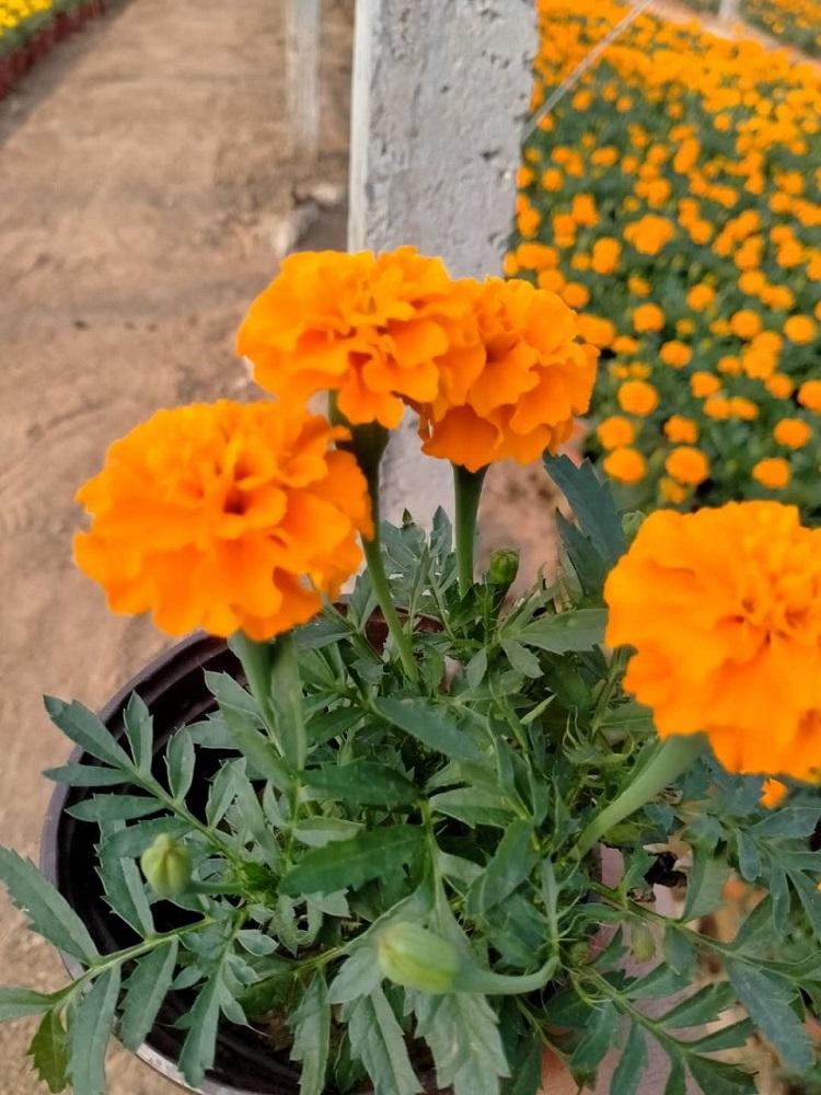 香泽花卉  孔雀草价格  四季草花