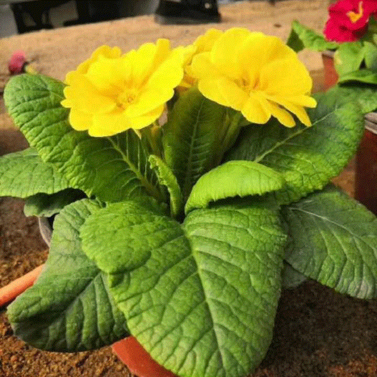工程用观赏花三色堇 三色堇价格  三色堇种植基地