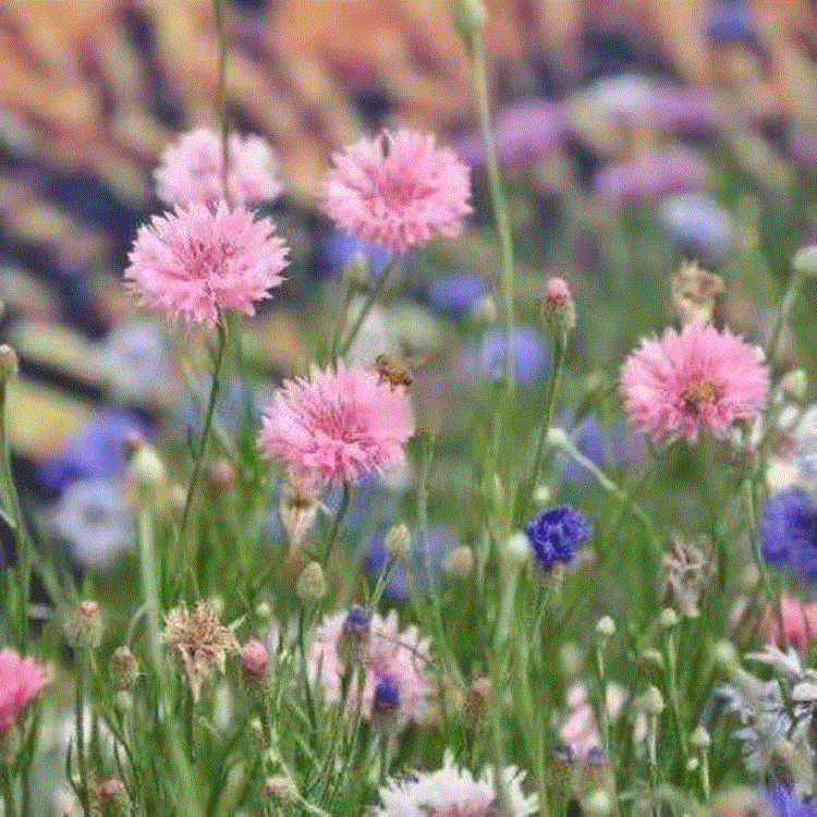 矢车菊供应  矢车菊苗圃基地 欢迎致电