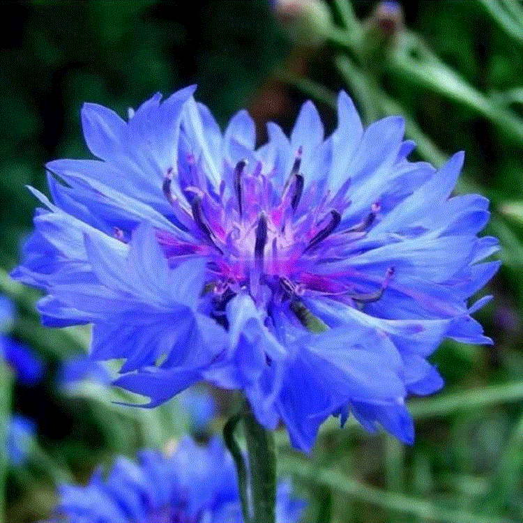 矢车菊价格  矢车菊培育基地 量大从优