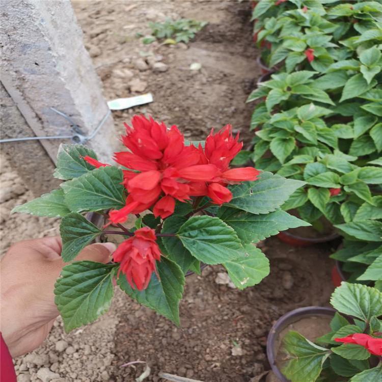 花海工程  一串红盆栽  山东一串红  一串红幼苗供应