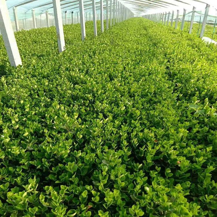 价格优惠  冬青供应  冬青供应商