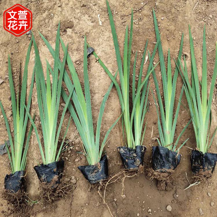 水生鸢尾供应商 苗圃供应 青州黄花鸢尾