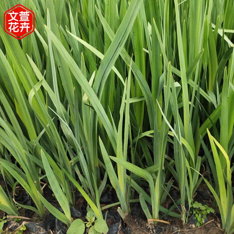 文萱水生植物批发 水生鸢尾长势好