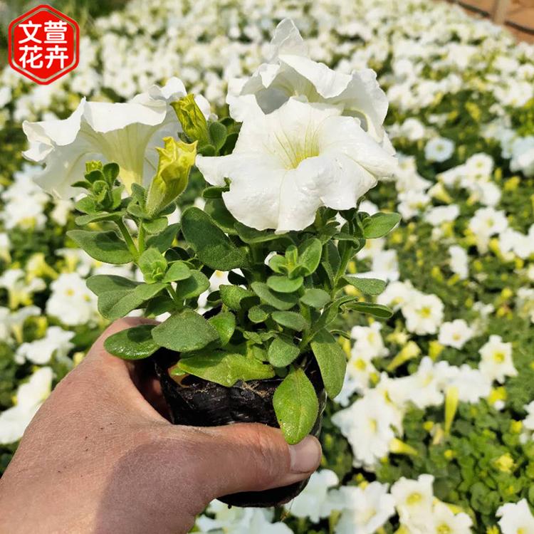 租摆牵牛花 大量批发 山东草花牵牛培育 文萱花卉