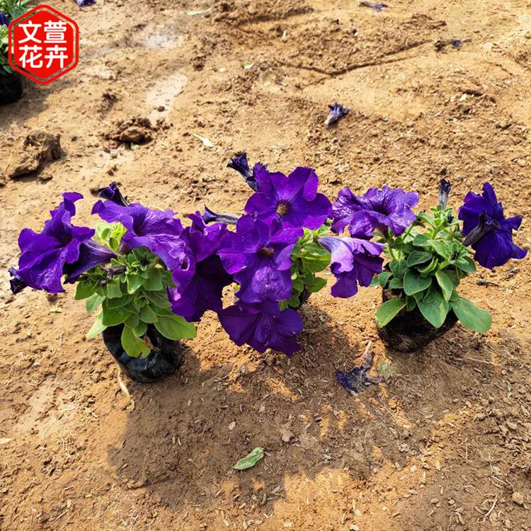 牵牛行情 山东草花白花牵牛 价格从优