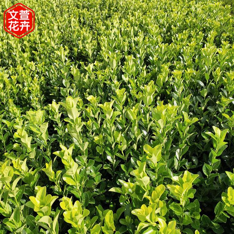 产地供应 卫矛20公分苗 青州绿化苗 卫矛批发