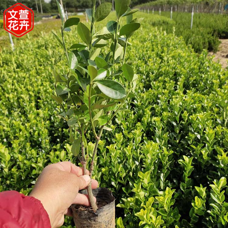 庭院花卉 鬼箭羽 山东绿化苗 卫矛培育基地