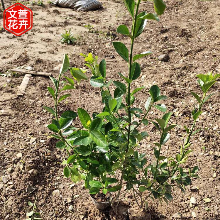 产地供应 卫矛灌木小苗 山东绿化苗 卫矛培育基地