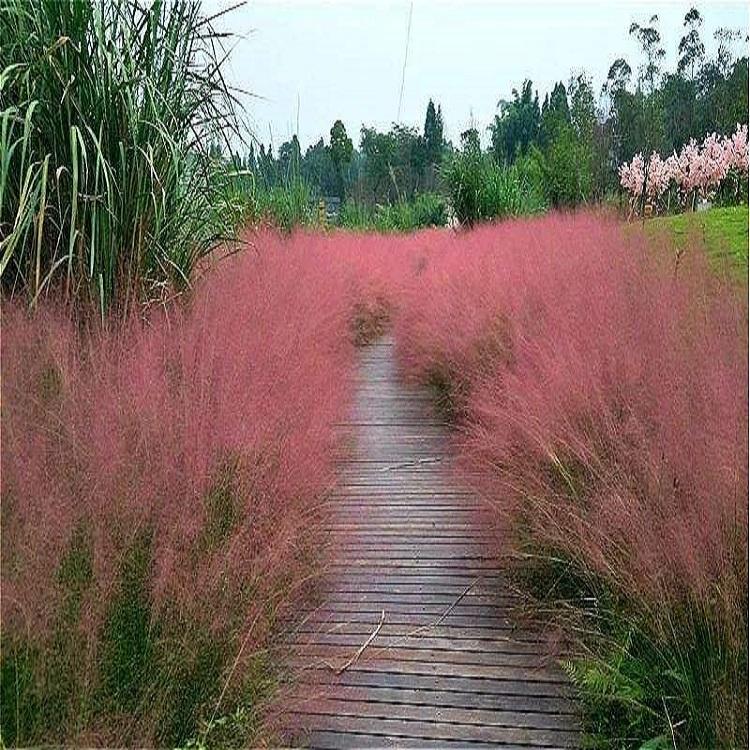 量大从优  粉黛乱子草批发商 粉黛乱子草供应