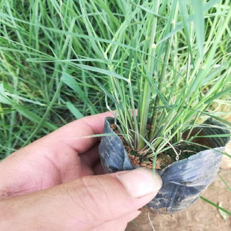 长期供应  粉黛乱子草培育基地 粉黛乱子草小苗