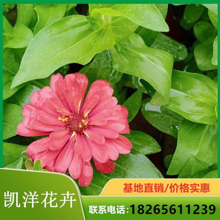 百日草盆栽苗圃直销 百日草培育基地