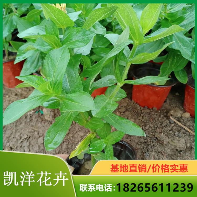 优良百日草基地 百日草供应