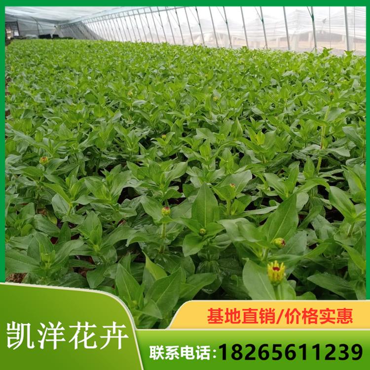 观花百日草苗圃直销 百日草批发报价