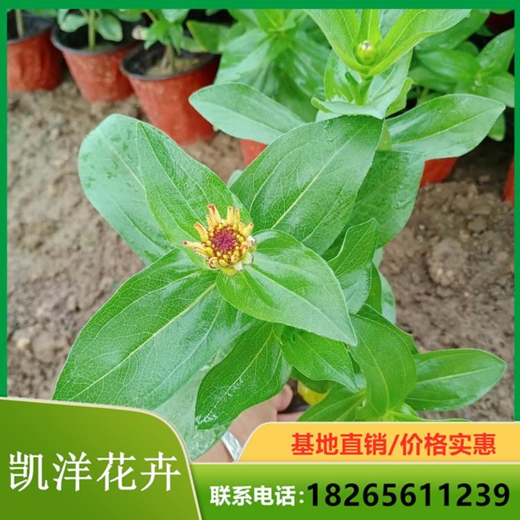 百日草基地 百日草批发报价
