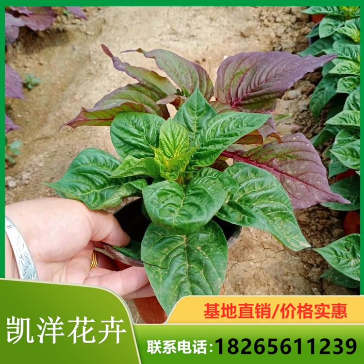 一支笔盆栽 双色盆一支笔 凯洋花卉 大量供应小皮桶一支笔