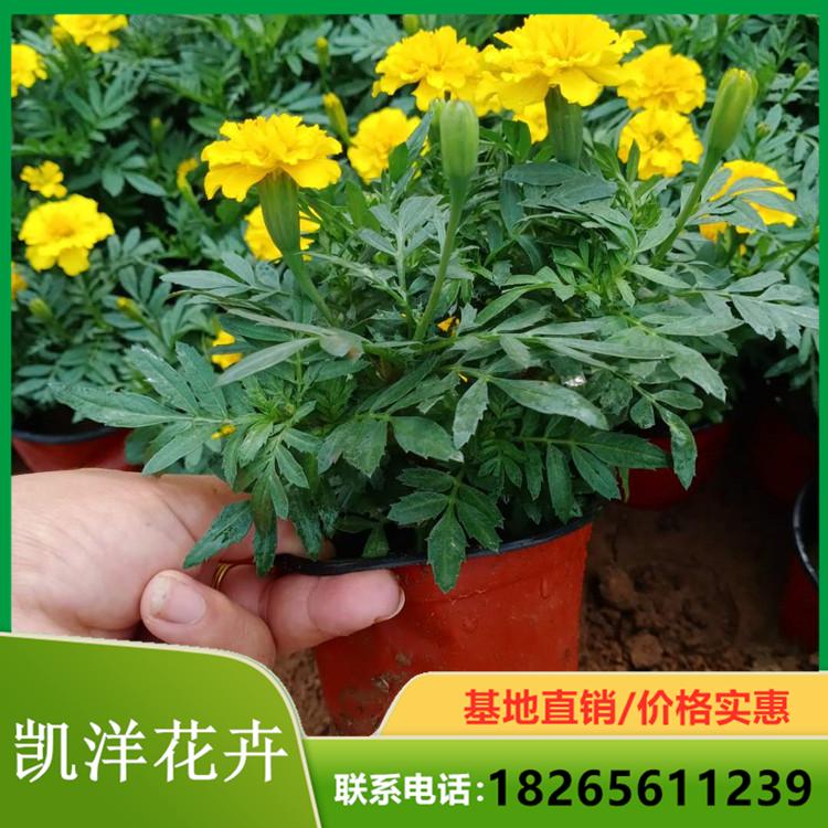 租摆用孔雀草 孔雀草种植基地 青州凯洋花卉 孔雀草基地优惠直发