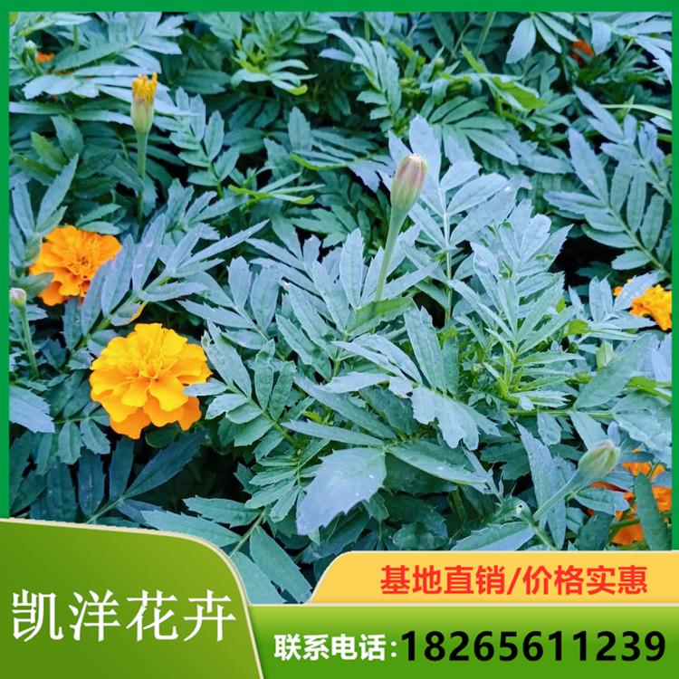 租摆用孔雀草优价直供 青州凯洋 孔雀草基地 孔雀草价格