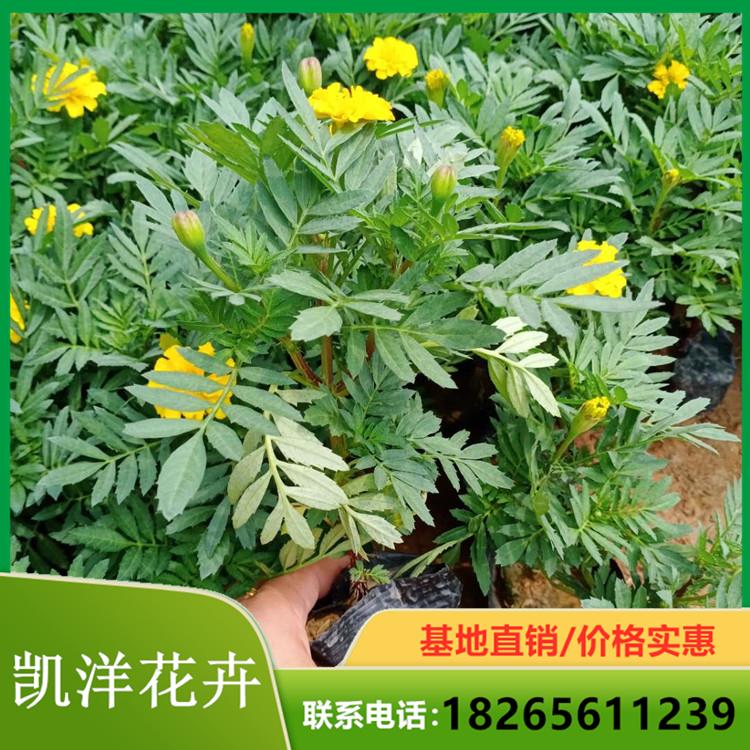 孔雀草盆栽 菏泽孔雀草供货商 优价出售孔雀草盆栽