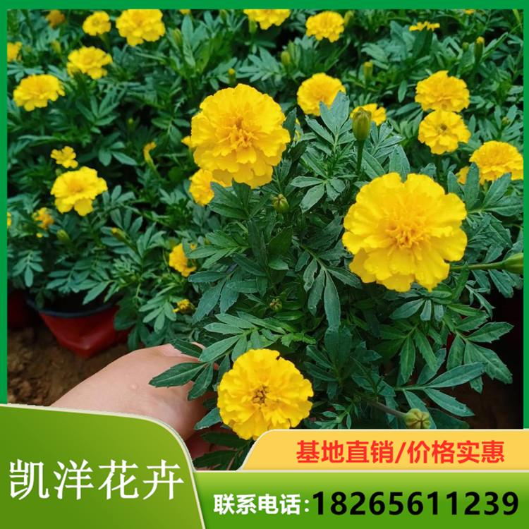 观花孔雀草 孔雀草种植 孔雀草基地优惠直发