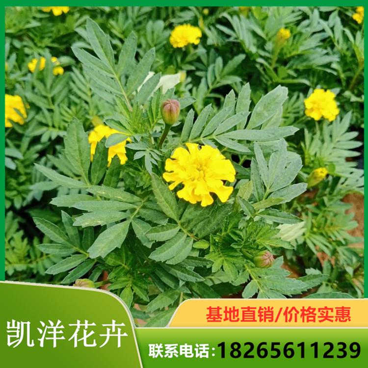 观花孔雀草 孔雀草销售 孔雀草苗圃直供