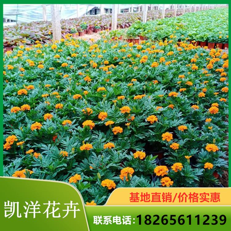 凯洋孔雀草 孔雀草培育基地 孔雀草优价出售