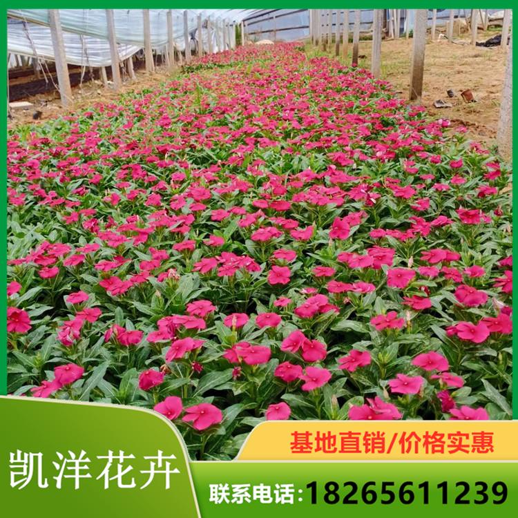 基地优惠直发天天开 天天开培育基地 双色盆天天开
