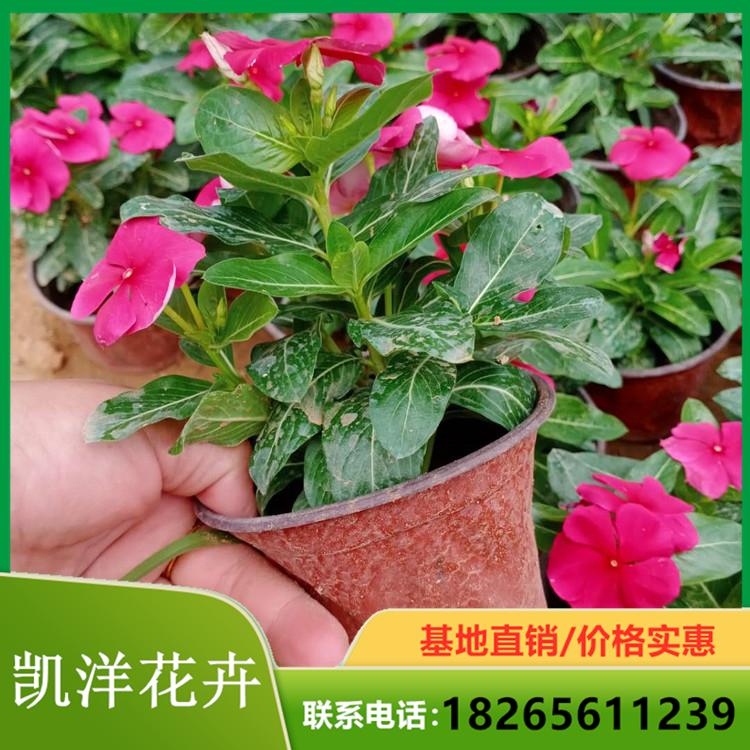 苗圃直销天天开 天天开种植 观花天天开