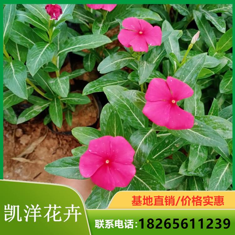 基地优惠直发天天开 天天开价格 小皮桶天天开
