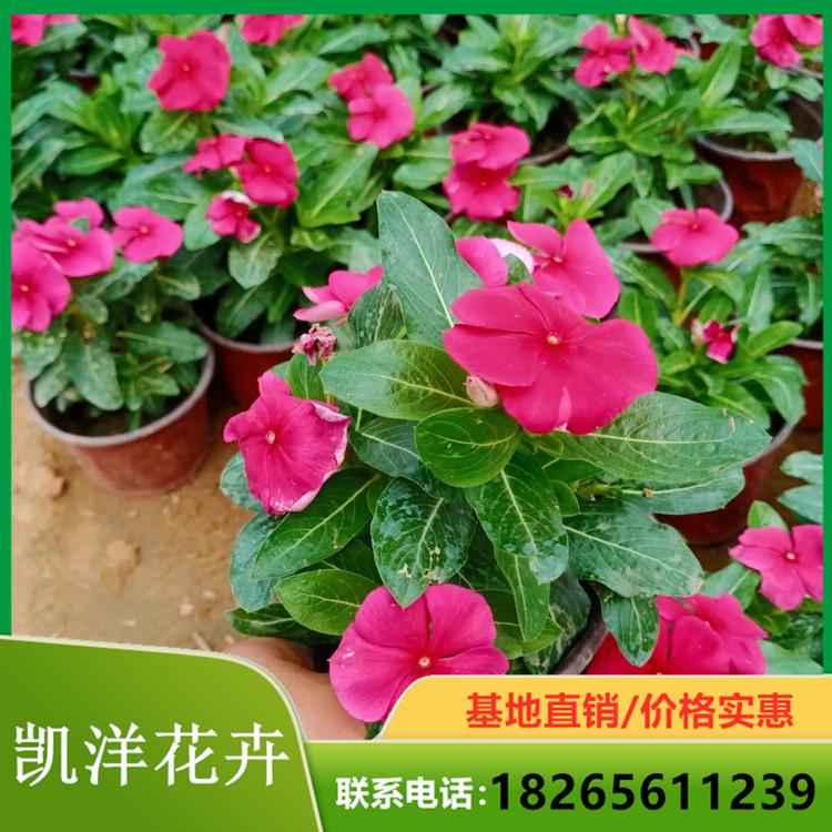 基地优惠直发天天开 天天开种植基地 天天开盆栽